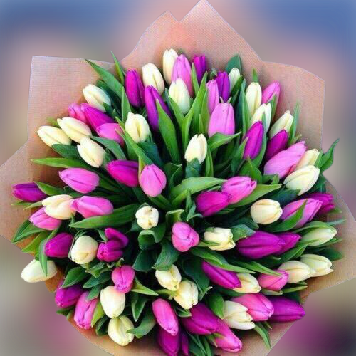 Purple and White Tulips