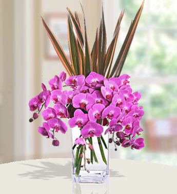  Phalaenopsis Orchids 
